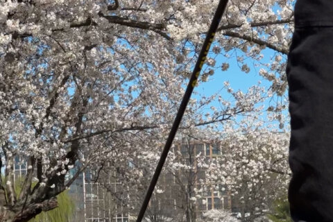 Matt About Town: Explore the little-known history behind DC’s oldest, original cherry blossoms